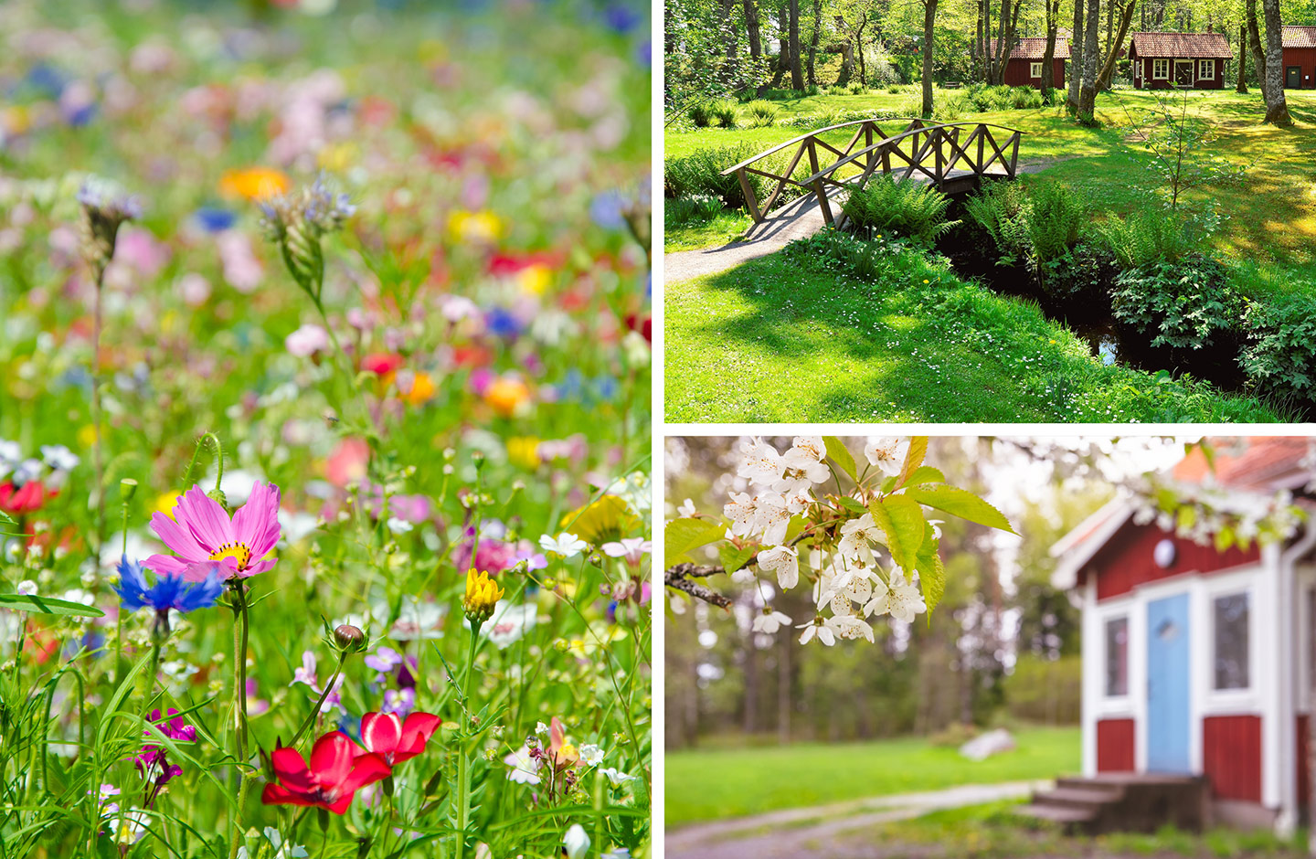 Die wunderschöne Natur Schwedens voller Wildblumen und Schwedenhaus