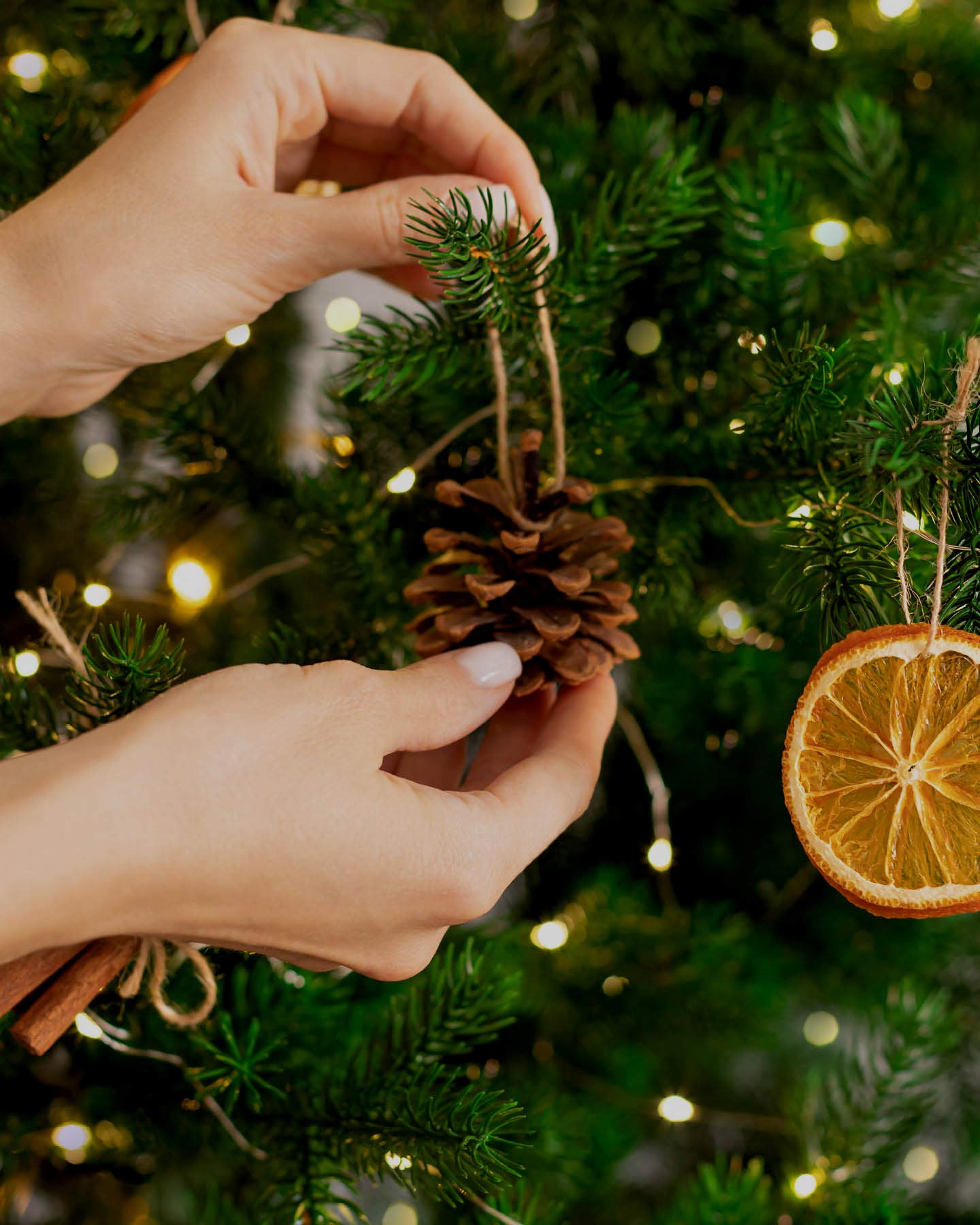 Getrockneter Tannenzapfen mit wird einem Band als Weihnachtsbaumschmuck an den Tannenbaum gehängt.